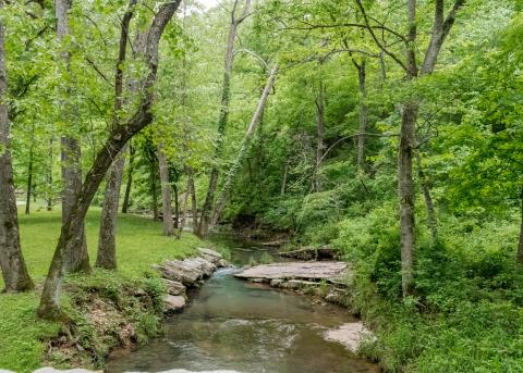 A creek flows gently through the flourising woods. 